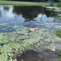 Doggo swim