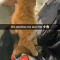Orange cat doesn't like him