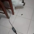 Gato vs Cucaracha