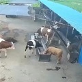 Teaching that cow a lesson