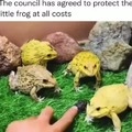Frog council