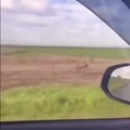 Emu race