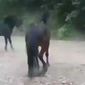 HORSE FIGHT