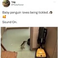 Cookie the penguin